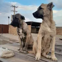 واگذاری سگ سرابی|سگ|ری, علایین|دیوار