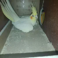 عروس هلندی جفت مولد رامه رام لوتینو|پرنده|تهران, شهید رجایی|دیوار