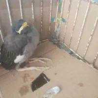 مرغ مینا