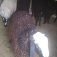 برهنرچاق|حیوانات مزرعه|رامند, |دیوار