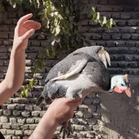 مرغ شاخدار|حیوانات مزرعه|بسطام, |دیوار