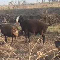 بره نره اصیل شال