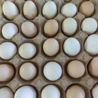 تخممرغ خانگی