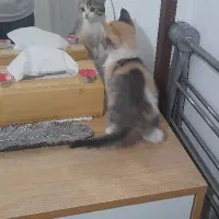 واگذاری بچه گربه