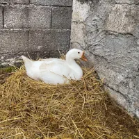 فروش غاز و قوغاز رشت