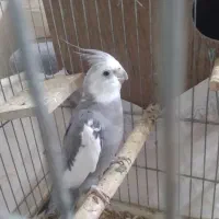 عروس هلندی نر