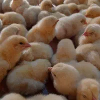 جوجه گوشتی راس آمل رسید