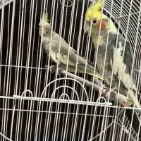 عروس هلندی|پرنده|آستارا, |دیوار