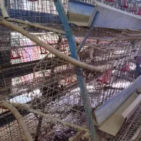 تجهیزات مرغداری.مرغ تخم گذار