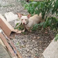 سگ پاکوتاه فروشی|سگ|فاضل آباد, |دیوار