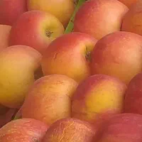 سیب مناسب مربا و سرکه