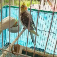 یک جفت پرنده عروس نروماده باقفس  فقط دو میلیون