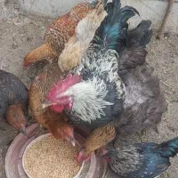 مرغ و خروس|حیوانات مزرعه|اردبیل, |دیوار