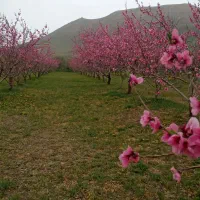 زمین و باغ|فروش زمین و ملک کلنگی|اشترینان, |دیوار