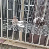 کفتر کبوتر