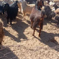 بز کهره دار