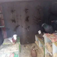 کنجه آهنی کبوتر|لوازم جانبی حیوانات|شیراز, تل حسینآباد|دیوار