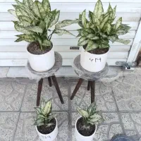 آگلونما برفی