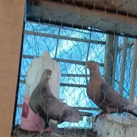 کبوتر|پرنده|نوشهر, |دیوار