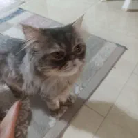 گربه پرشین فلت فیس|گربه|کرج, گلشهر|دیوار