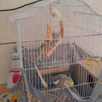 عروس هلندی معاوضه کفترنقش|پرنده|راور, |دیوار