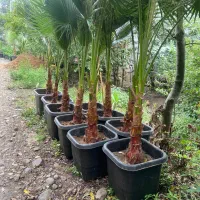 پالم واشنگتن