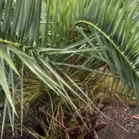 فینیکس ۲۵ ساله تنه دار