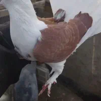 یک عدد کبوتررنگی