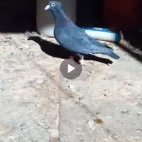 زاغ کاکلی