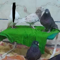 پرنده|پرنده|بم, |دیوار