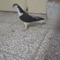 کفتر ساده سیاه پاک نر