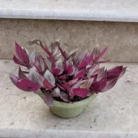 گل چشم آهویی