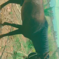 اسب|اسب و تجهیزات اسب‌سواری|عنبرآباد, |دیوار