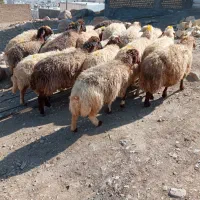 گوسفن برامصرف خانه موجوده