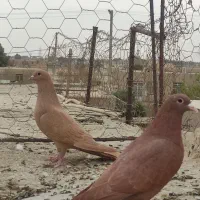 نر وماده زرد وسرخ کرمانی باماده زاغ کرمانی