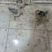 کبوتر رنگی با تهرانی|پرنده|ایلام, |دیوار