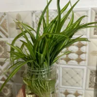 جوانه گندمی ابلغ