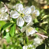 کود گیاهی کامل npks