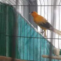 قناری مست معاوضه با قناری تک رنگ|پرنده|ازنا, |دیوار