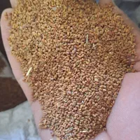 بذریونجه محلی