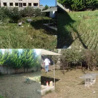 علفزنی و چمنزنی