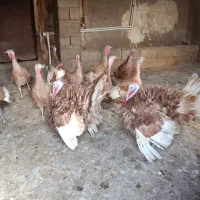 بوقلمون 5 ماهه|حیوانات مزرعه|بوکان, |دیوار