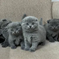 اسکاتیش و بریتیش