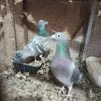 پلاکی مسافتی|پرنده|پیر بکران, |دیوار