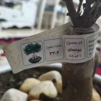 گل بونسای رتوزا خانگی|گل و گیاه طبیعی|رشت, علی آباد|دیوار