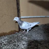 ماده سار و جوجه المانی