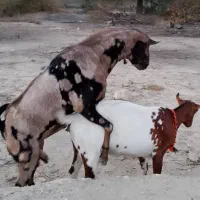 بزکراچی