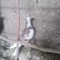 جوجه کبوتر ۳۰۰