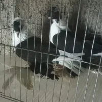 قرع ابلاق