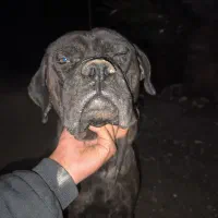 سگ نر کن کورسو